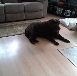 Meet your Posher, Joyce